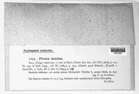 Diaporthe demissa image